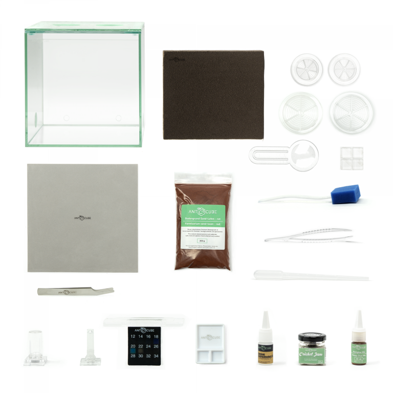 Bundle Offer - Lasius niger